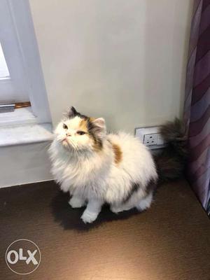 White persion cat female 12 month old
