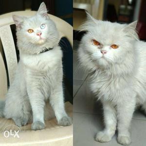 2 Persia cat male and female at just 15k