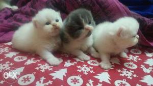 2 white, 1 double colored semi punch face Persian cats