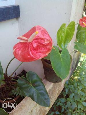 Anthurium plants(orange)seventyfive rupees per