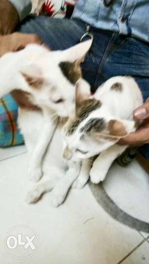 Juggu and laddu male cat very sweet and