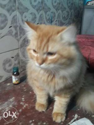 Orange Tabby Cat for sale