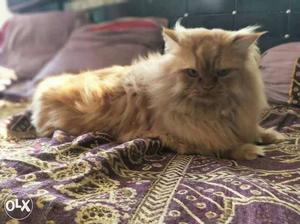 Original Persian male cats only at one male