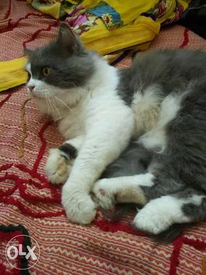 Parsian male cat one year old