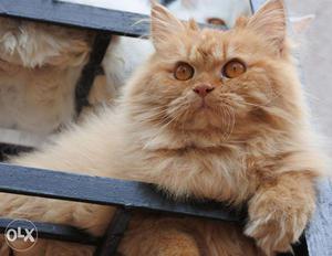 Persian cat. Very beautiful.