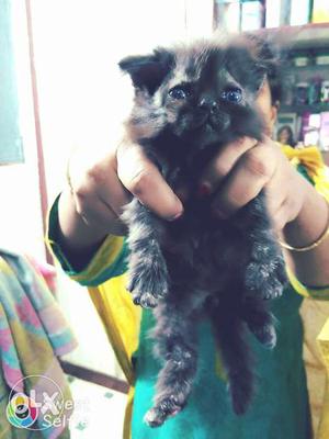 Persian cat and kitten urgent sell