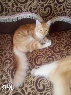 Persian cat female 8 month old urgent sale