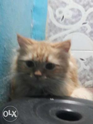 Persian cat semi punch face price negociable
