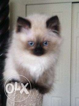 Pure persian blue eyes only buyers call and msg