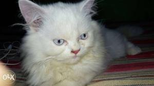 Pure white.blue eyes sami panch male.2 month old