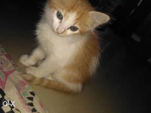 Semi Persian kitten with cute looks