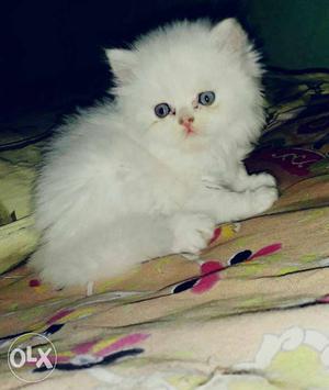 White kitten available