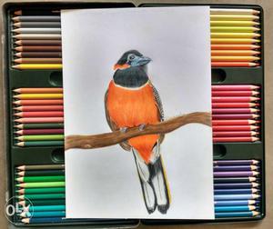 A realistic drawing of bird named Red Naped
