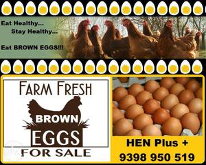 Desi Brown Eggs for Sale
