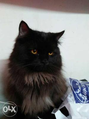 1 year old Persian cat is available for mating.