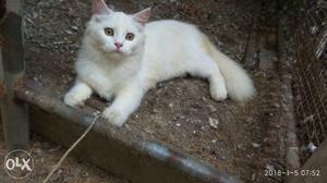 2 cat's for sale (male), price:- 7k, location:-