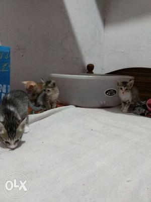 3 Grey & 1 Orange Kittens for sale.11rs per kitten.
