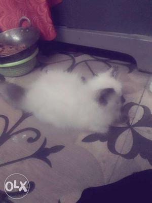 3 months baby female Persian Kittens available full active