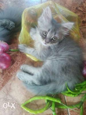 3 months old male persian cat