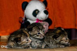 4 Normal kittens for adoption 2 male,2 female 1