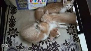 4 cute kittens 3 male & a female needs a cat