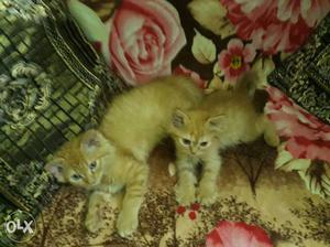 45 days persian cats pair