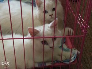 5 months old persian breed snow white kittens.