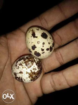 50 Kadaknath egg Rs100
