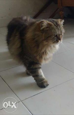 8 Months Male Persian Cat For Sale
