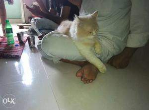 Active and healthy male persian cat 17 months with triple
