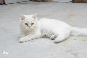 All type persian cat and kittens available