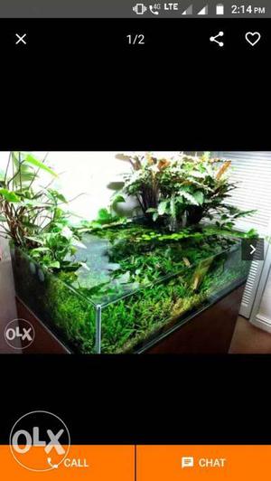 Aquariums with wide range of plants and livestock
