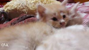 BROWN- WHITE cute doll face 2 months Persian