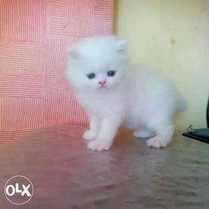 Beautiful kitten full of fur