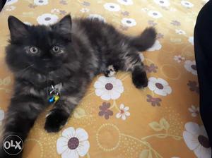 Black And Grey Fur persian Cat