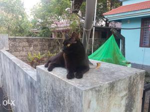 Black Cat In Chalakudy