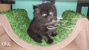 Black Persian Kitten 2 male female