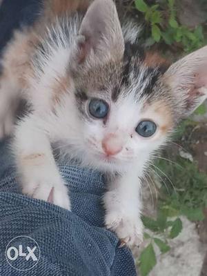 Black, White, And Brown Calico Kitten