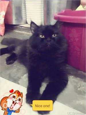 Black male high breed Persian cat for matting