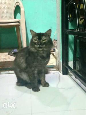 Black male persian cat 2.5 year old name kaalu
