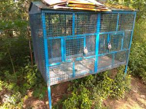 Blue Metal Breeding Cage