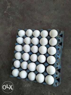 Blue Plastic Tray With Egg Lot