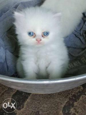Blue eyes White Persian Kitten sale