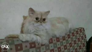 Broun male cat argnt for selling
