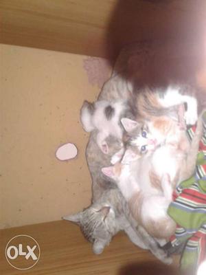 Brown Tabby Cat With Kitten Litter