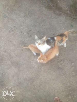 Calico Cat; Two Orange Tabby Kittens
