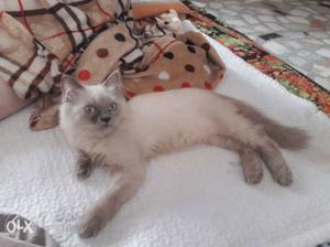 Canadian Persian Kittens For Sale At Cheap Price