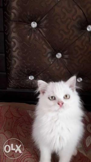 Cute and healthy long fur pure persian kitten