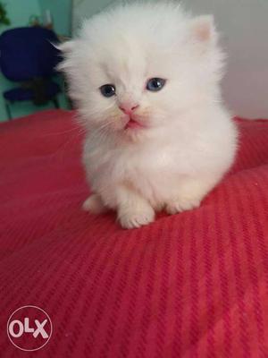 Cute n important n pure breed persian kittens