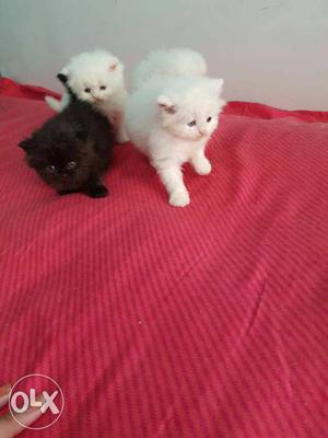 Cute n importantn pure breed persian kittens! per